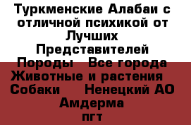 Туркменские Алабаи с отличной психикой от Лучших Представителей Породы - Все города Животные и растения » Собаки   . Ненецкий АО,Амдерма пгт